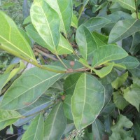 Ficus tinctoria subsp. gibbosa (Blume) Corner